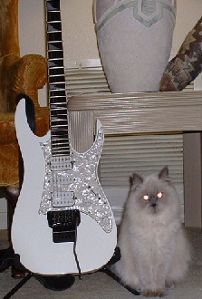 straightcat